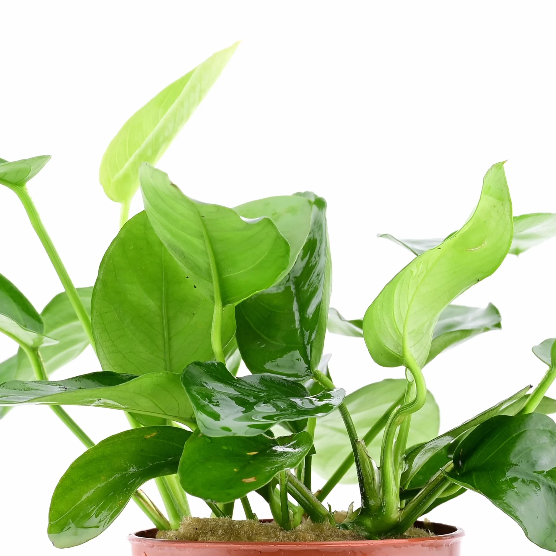 Anubias barteri – plante d’aquarium vivante pour eau douce, plante décorative pour aquarium
