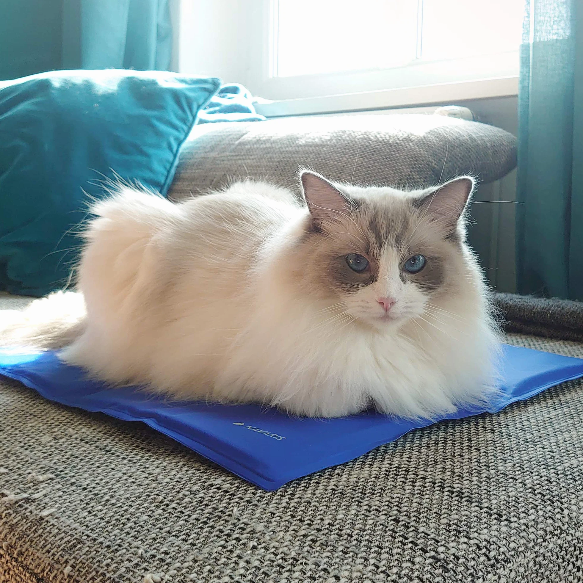 Navaris Tapis rafraîchissant Chien et Chat - Coussin 40x50 cm contrôle température Corps - Matelas Bleu foncé Refroidissement Chien Petit ou Moyen