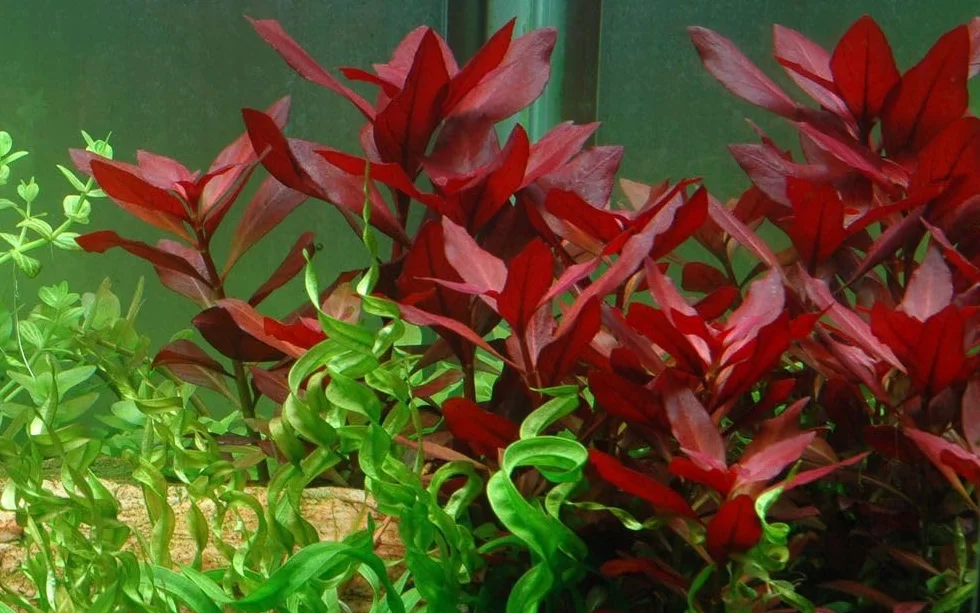 AquaOne Ludwigia repens Rubis Plante d'aquarium tige racinée Facile entretien