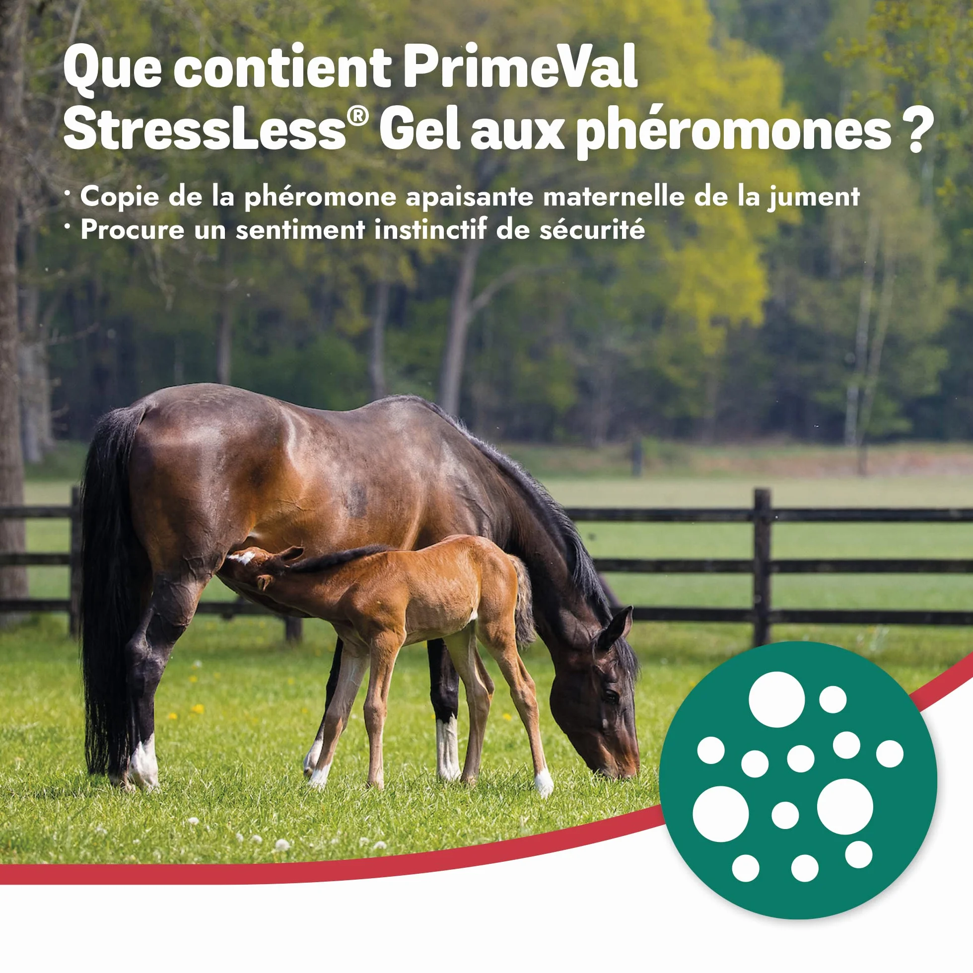 PRIMEVAL StressLess – Gel apaisant aux phéromones pour Cheval – Aliment complémentaire Naturel Anti-Stress à Base de phéromone apaisante Maternelle de Jument – sans Somnolence – 10 sachets de 5 ML