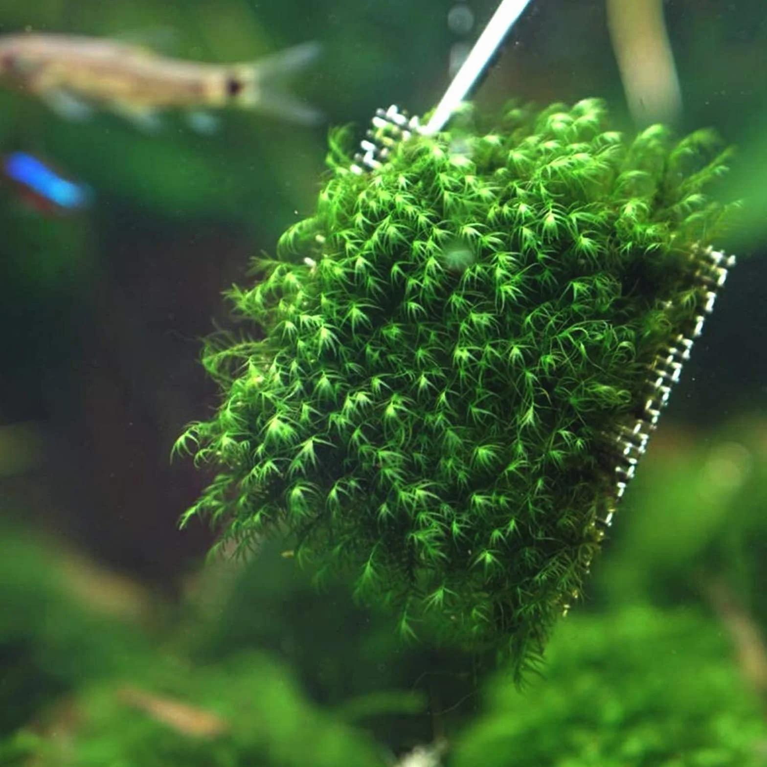 Mousse Plante Aquatique Décoration 14 Pièces 8x8 cm Grillage Fin Acier Inoxydable Maille Fine Aquarium