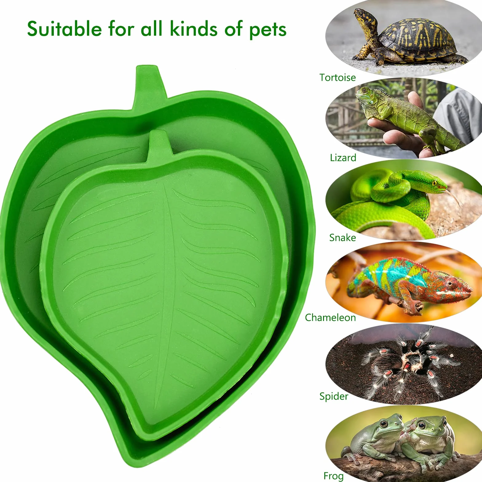 Abreuvoir Tortue Plat Reptile 2 Pièces Bol d'eau pour Petits Animaux Domestiques Lézard Araignée Scorpion Vert