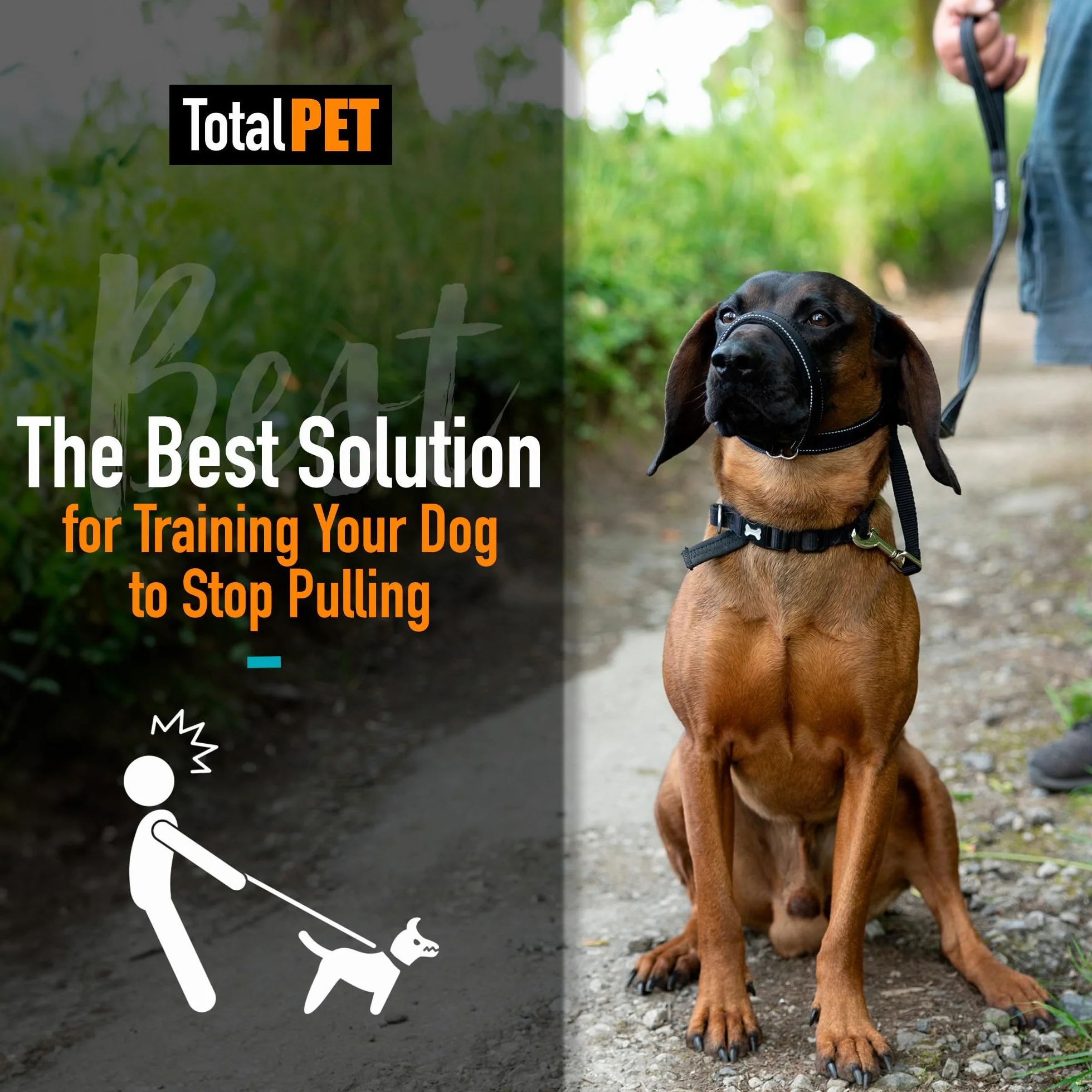 Laisses anti-traction réfléchissantes pour chien - Lot de 8 avec support de nez rembourré 210 cm