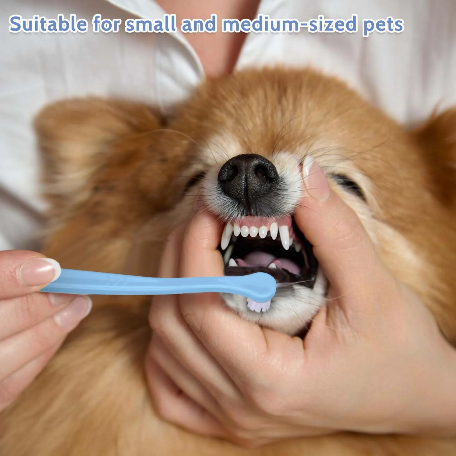 Lot de 2 brosses à dents pour chat, chien, chiot, tête douce, kit nettoyage