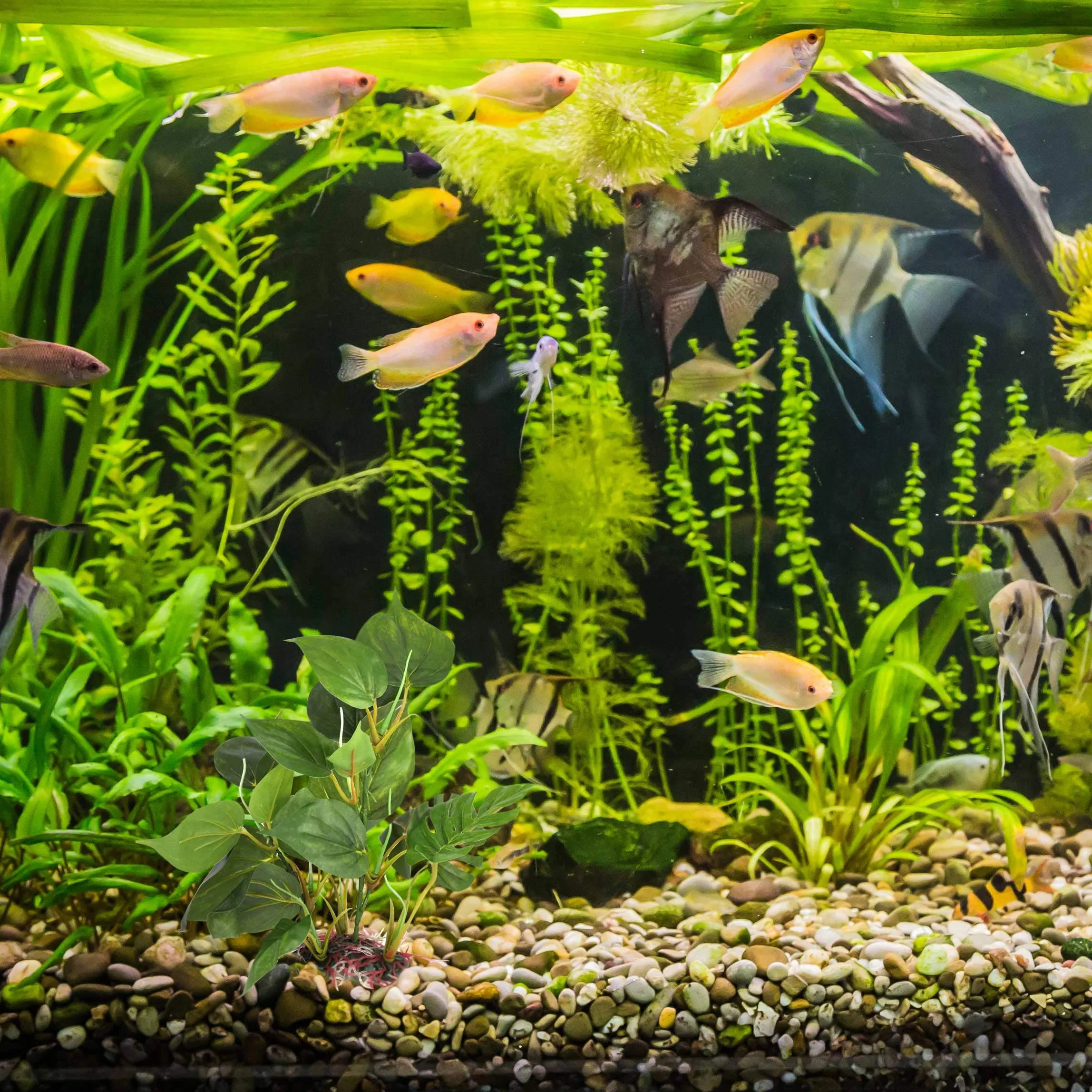 DIGIFLEX Plante d'aquarium artificielle 30 cm aspect réaliste Ornement aquarium feuilles vertes