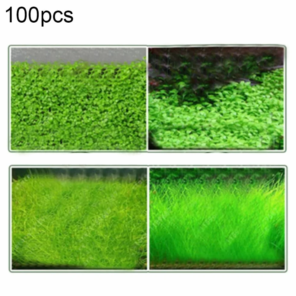 Graines d'herbe d'eau d'aquarium 100pcs décor paysage plante hydrophile réservoir poissons