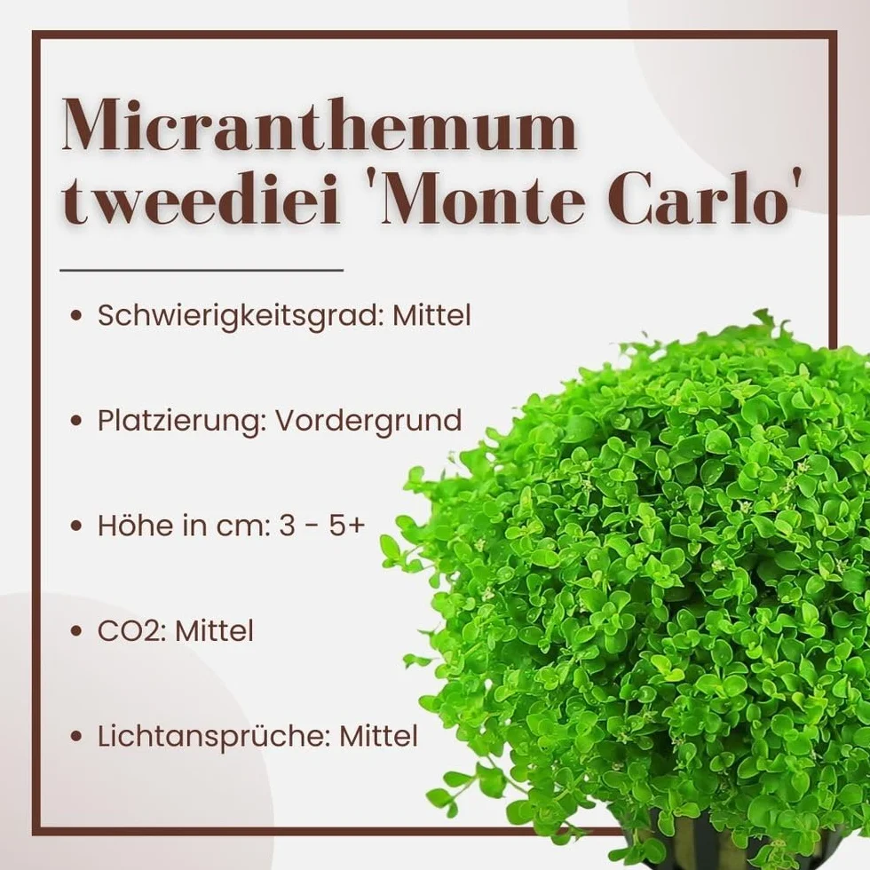AquaOne Micranthemum tweediei Monte Carlo Plante d'aquarium Couvre-sol enracinée