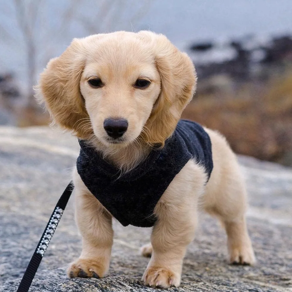 Pull Chien avec Anneaux en D Veste d'hiver Manteau pour Petite Taille Chihuahua Noir Gris S