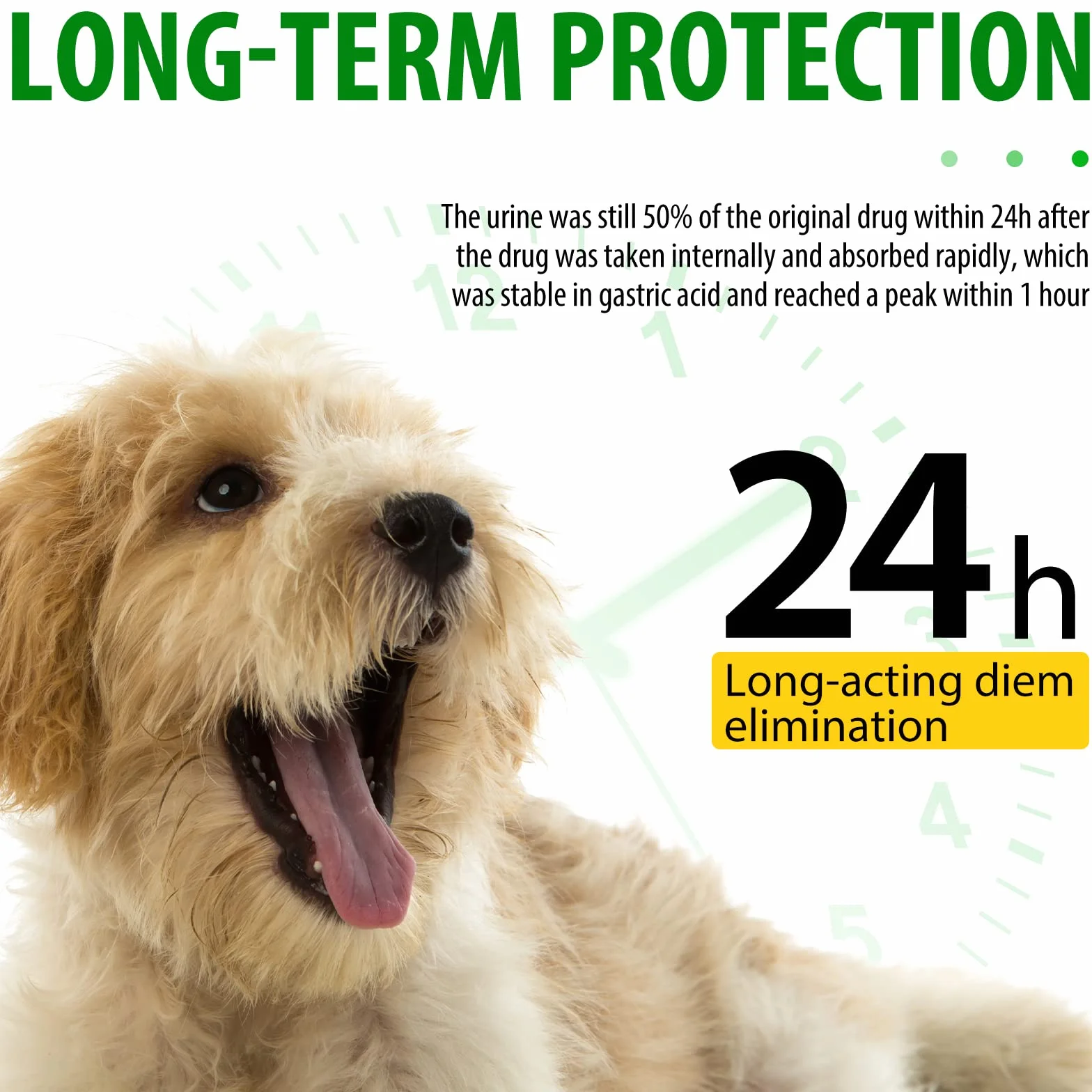 Antibiotiques pour Chiens Infections Allergies Soulagement Démangeaisons 60ml