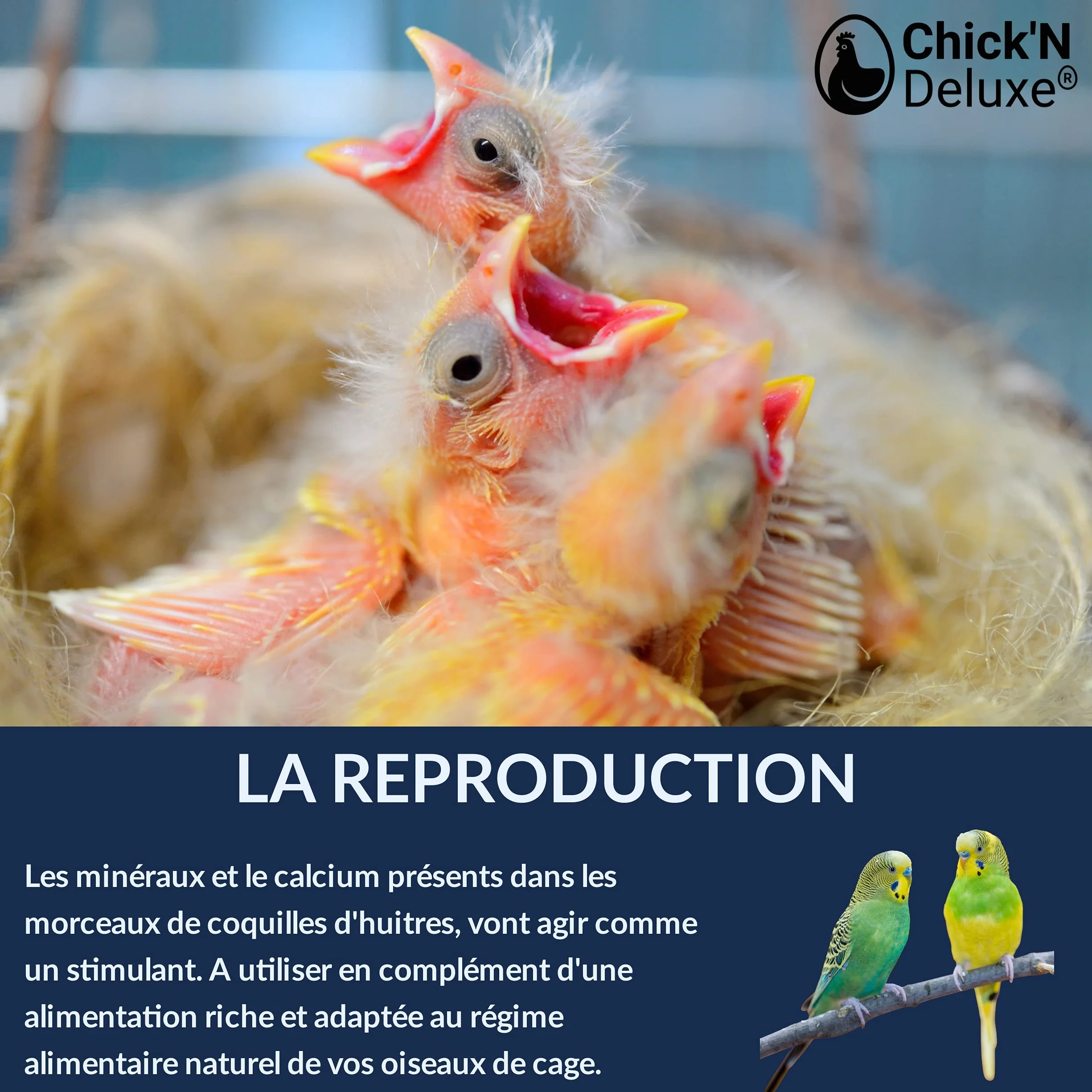 Chick'N Deluxe Sable Marin 5Kg Fond de Cage Oiseaux Enrichi Coquilles Huitres Broyées Aromatisé Anis 100% Naturel