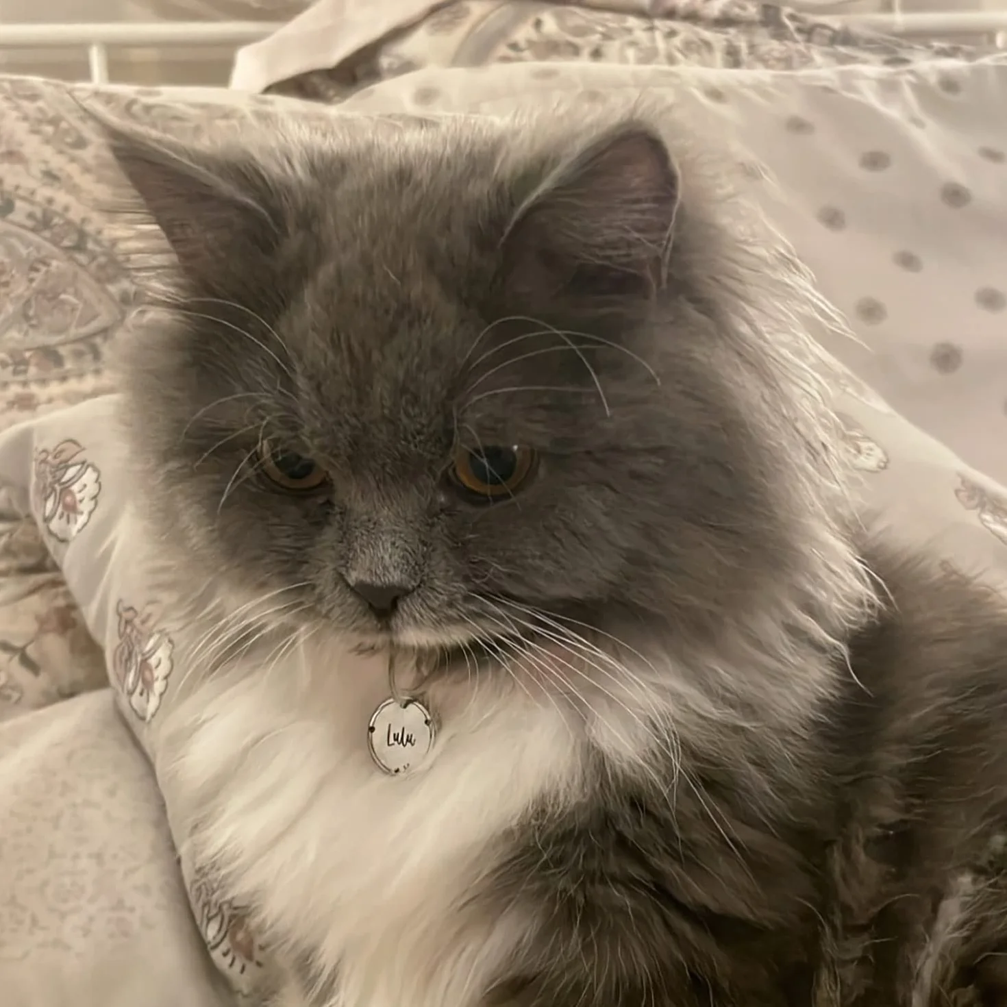 Style Corolla Élégance Médaille Chiens Chat en Acier Chirurgical 316, Gravure Profonde, Polissage des Bords, Double Face - Met en Valeur l'Élégance de Votre Chat