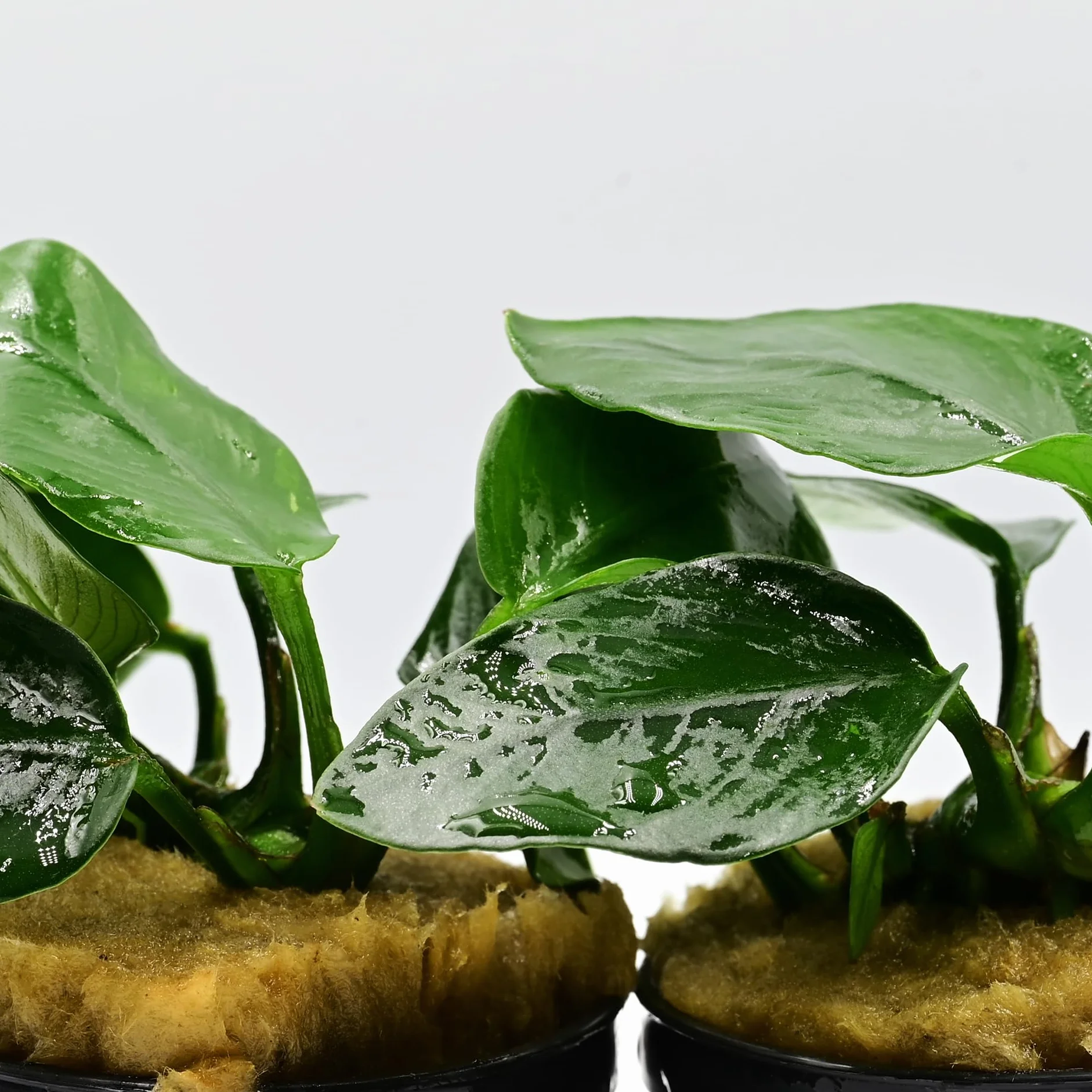 Set de 3 plantes d’aquarium vivante eau douce, plante décorative pour aquarium poissons crevettes – Nana