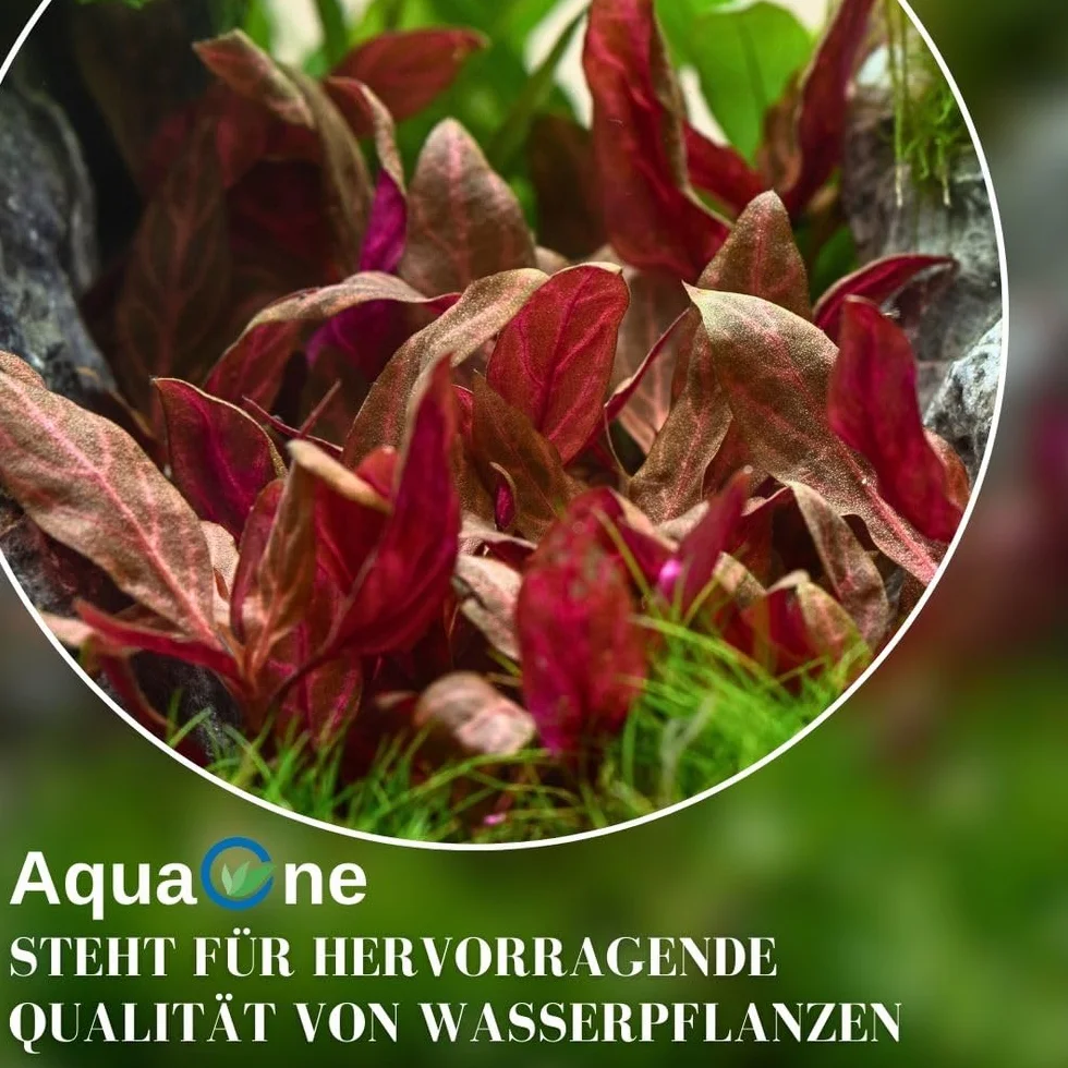 AquaOne Limnobium laevigatum Plante d'aquarium in vitro Tasse Laboratoire Aquascaping