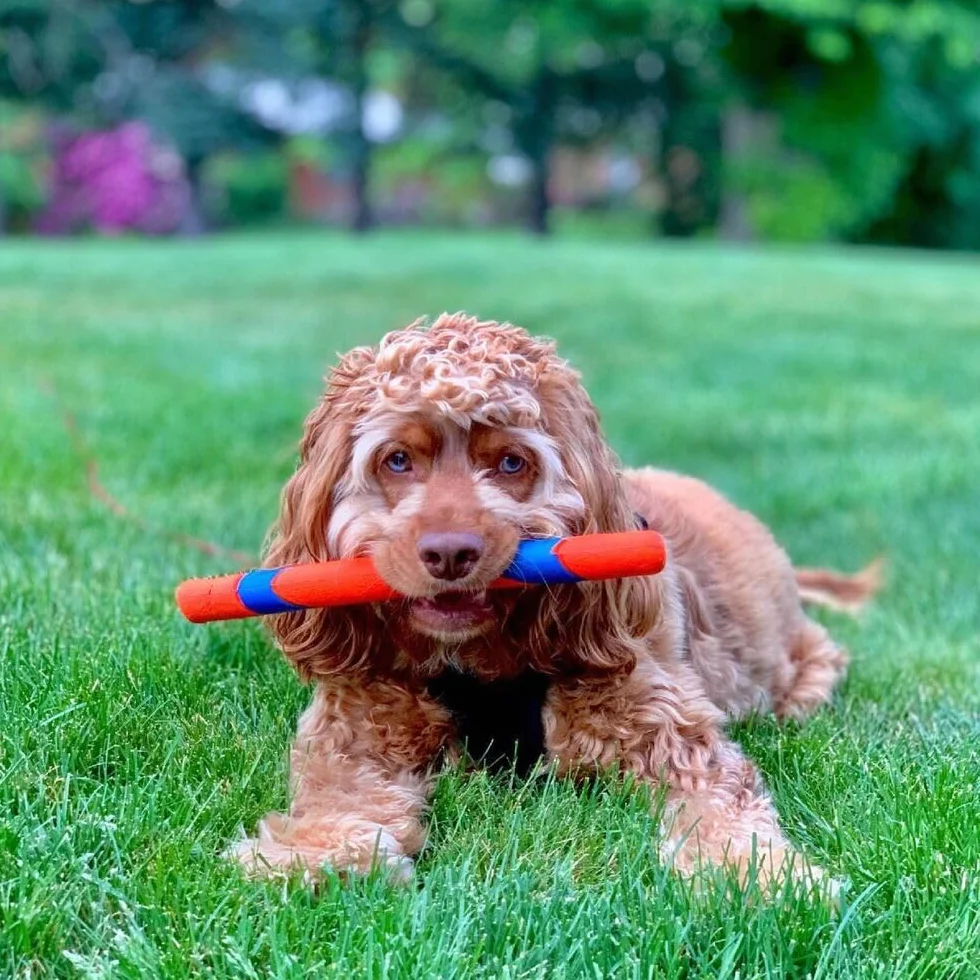 Chuckit! Ultra Fetch Stick Bâton à Poursuivre et à Mâcher pour Chien Caoutchouc Robuste Taille Unique
