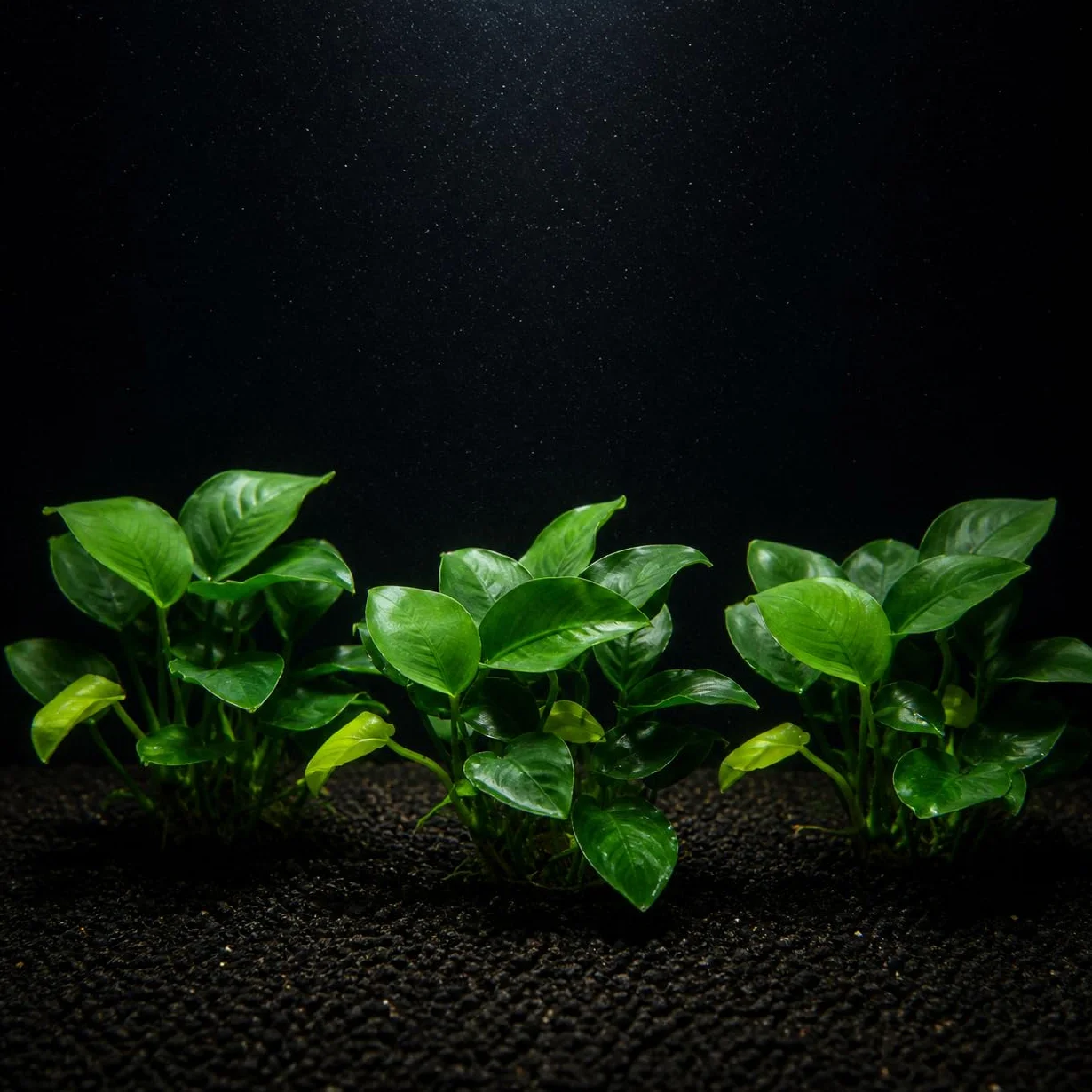 Set de 3 plantes d’aquarium vivante eau douce, plante décorative pour aquarium poissons crevettes – Nana