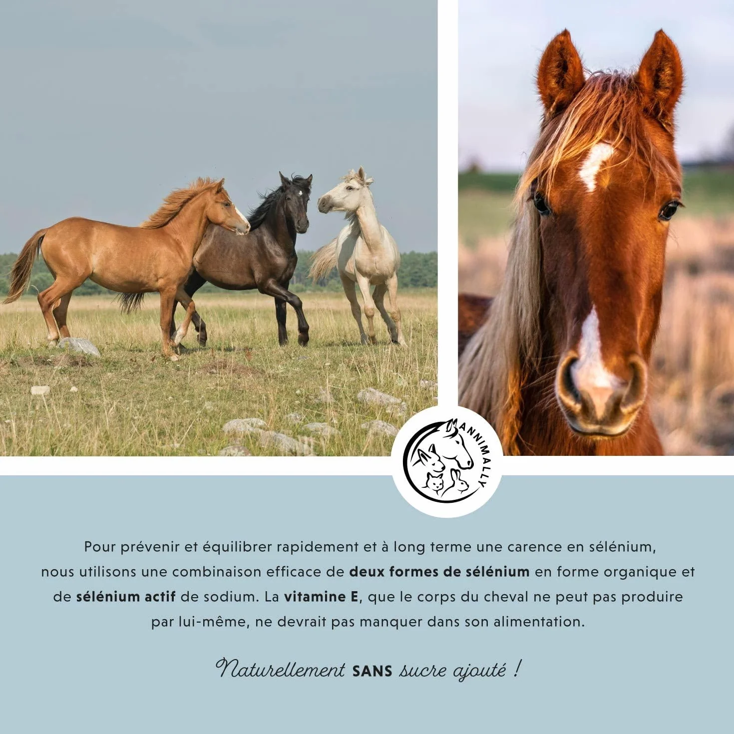Annimally Sélénium, Vitamine E, L-Lysine Poudre pour Chevaux 800g - Complexe de Vitamine E, L-Lysine et Sélénium pour Soutenir la Musculature et Les Performances - Complément Alimentaire pour Cheval
