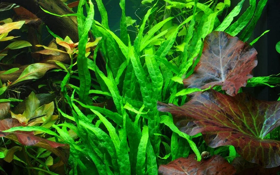 AquaOne Microsorum pteropus Narrow Plante d'aquarium Porte-racine enracinée