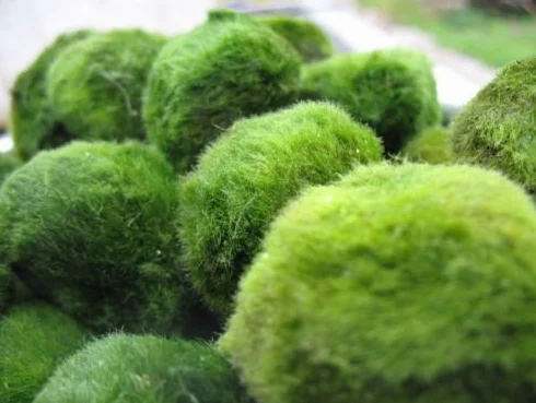 Boules de mousse géantes Marimo vivantes 5,1 cm + Marimo nano