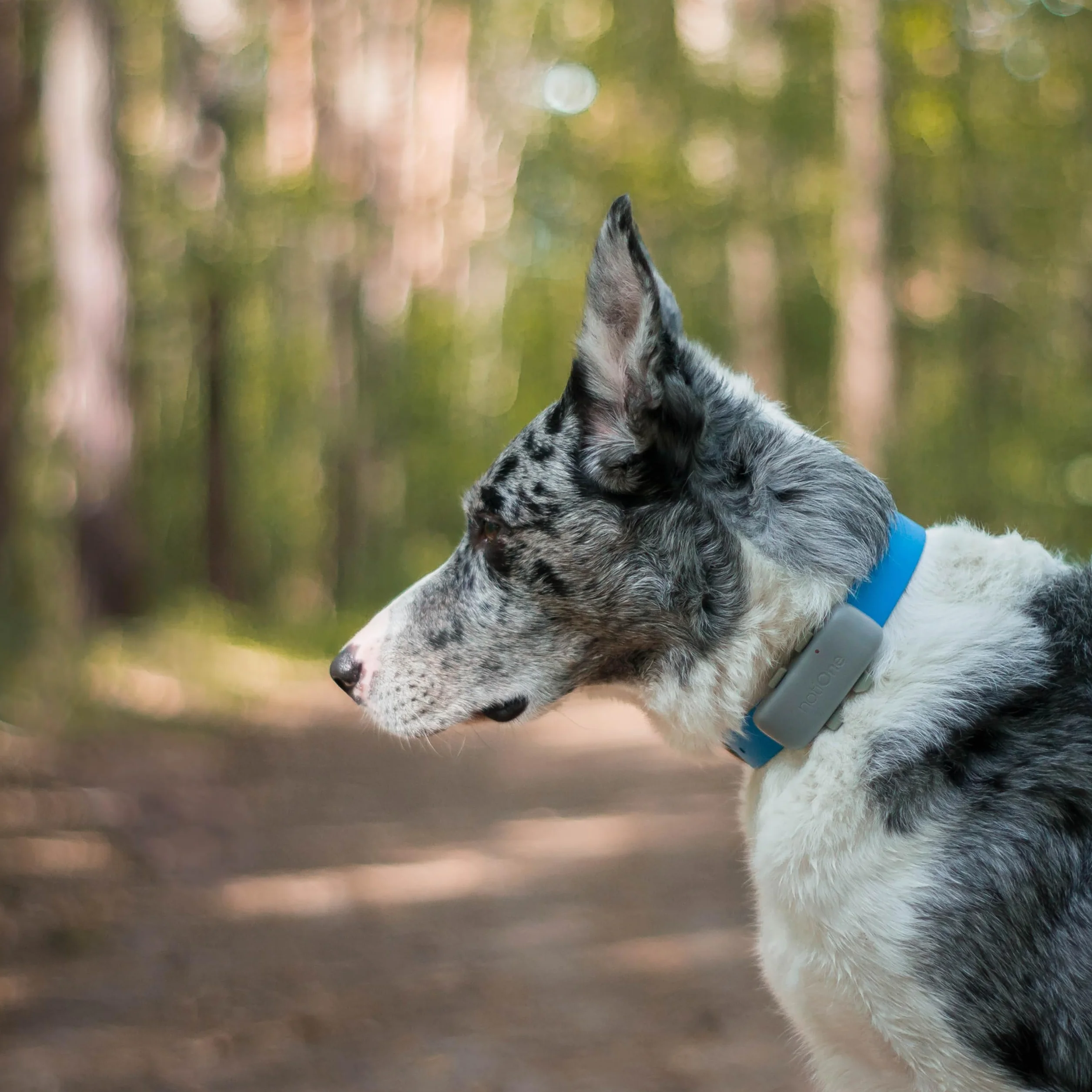 Traceur GPS Pet Basic pour Animaux sans Abonnement | Mini Traceur Chien & Chat, Étanche Collier GPS - Fonctionne dans Un Pays Européen au Choix