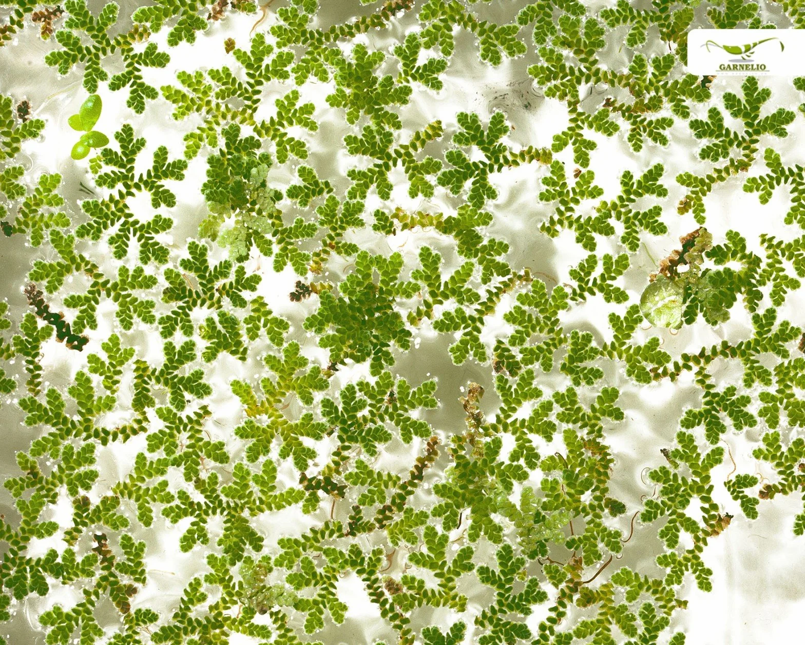 Azolla filiculoides Plante flottante pour bassins et aquariums