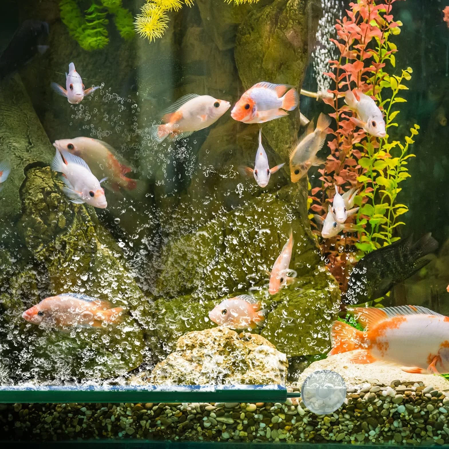 Lot de 5 barres de pierre à air 12 cm 10,7 cm pour pompe d'aquarium Vert/bleu