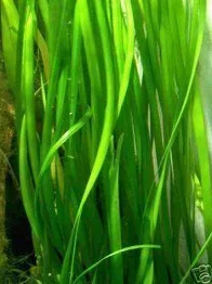 Vallisnerien gigantea, plantes aquatiques