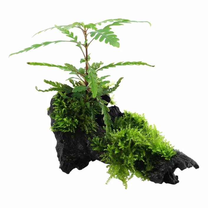 Hygrophila pinnatifida Mousse Plante Aquatique sur Racine Rhizome