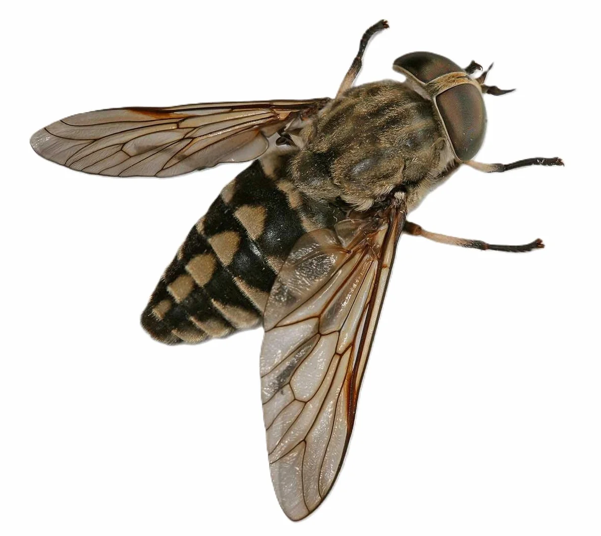 Insect Free Spray Anti-Taons Moustiques Mouches Icaridine 200ml 24H