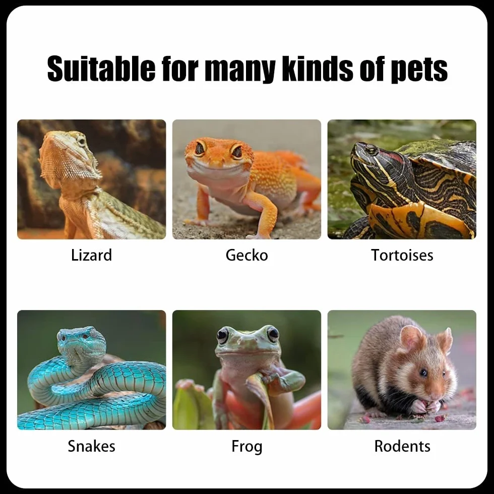 Kit d'outils d'alimentation pour Reptiles, Pince de Capture Transparente pour Hamsters, Gecko, Lézard