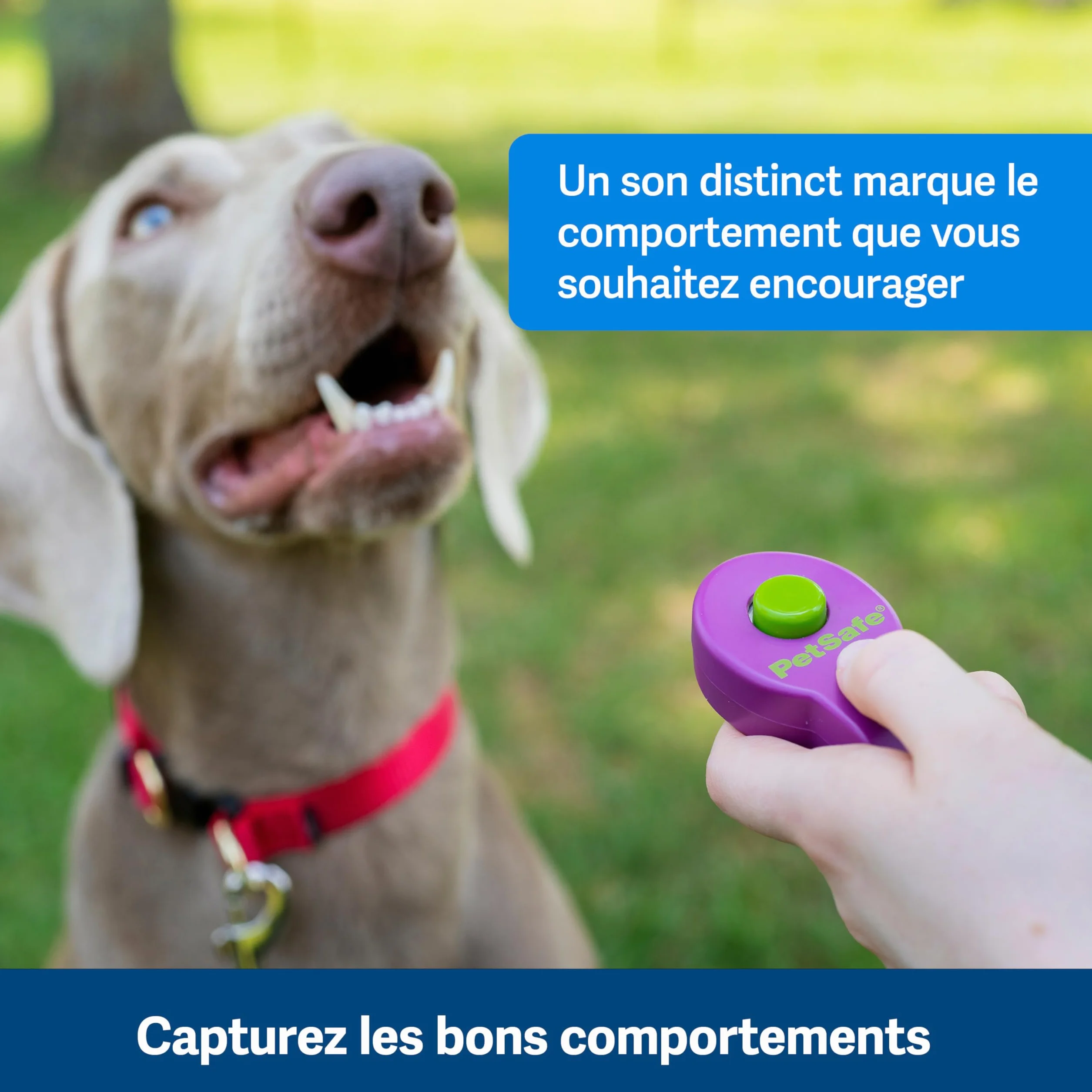 PetSafe Clik-R Clicker d'entraînement pour Chiens - Renforce Le comportement Positif - Utilisation pour récompenser et entraîner