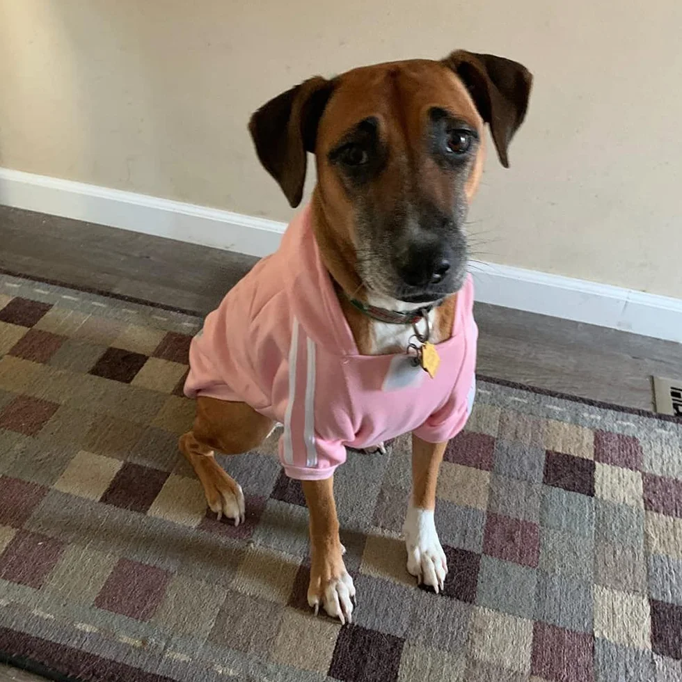 Sweat à Capuche Chaud Coton pour Chien, Noir, 3XL