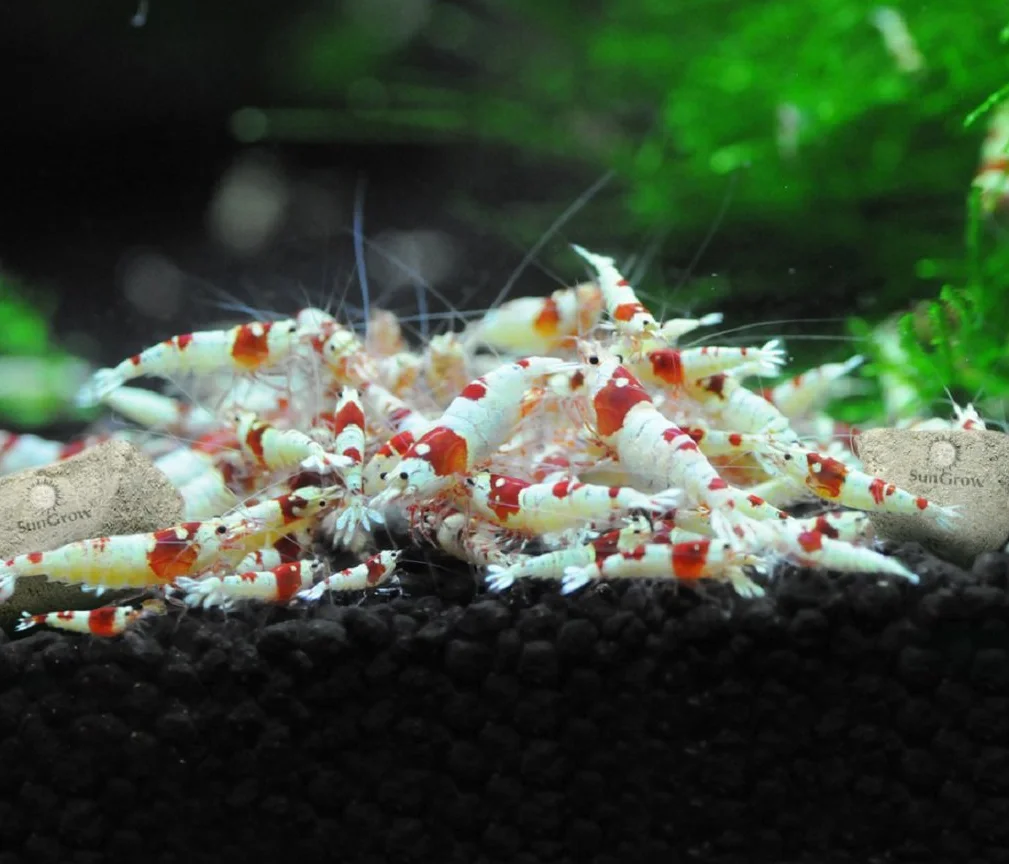 SunGrow Shrimp Rocks magnésium calcium couleur écrevisses escargots crevettes