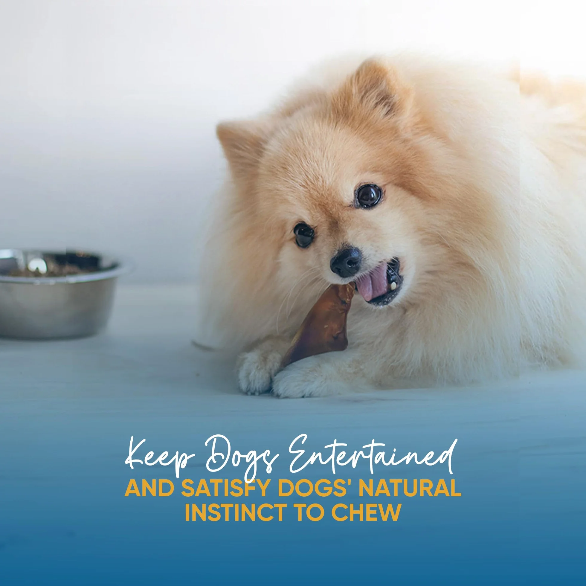 123 Treats Grandes Oreilles de Porc pour Chiens de qualité Chien à mâcher Oreilles de Porc 100% Naturelles Pleines de protéines pour Votre Animal de Compagnie (30 unités)
