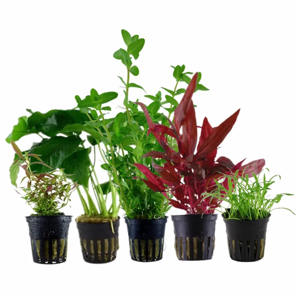 Lot de 5 plantes d'aquarium AquaOne Bacopa Lilaeopsis Alternanthera Limnophila Anubias pour débutants