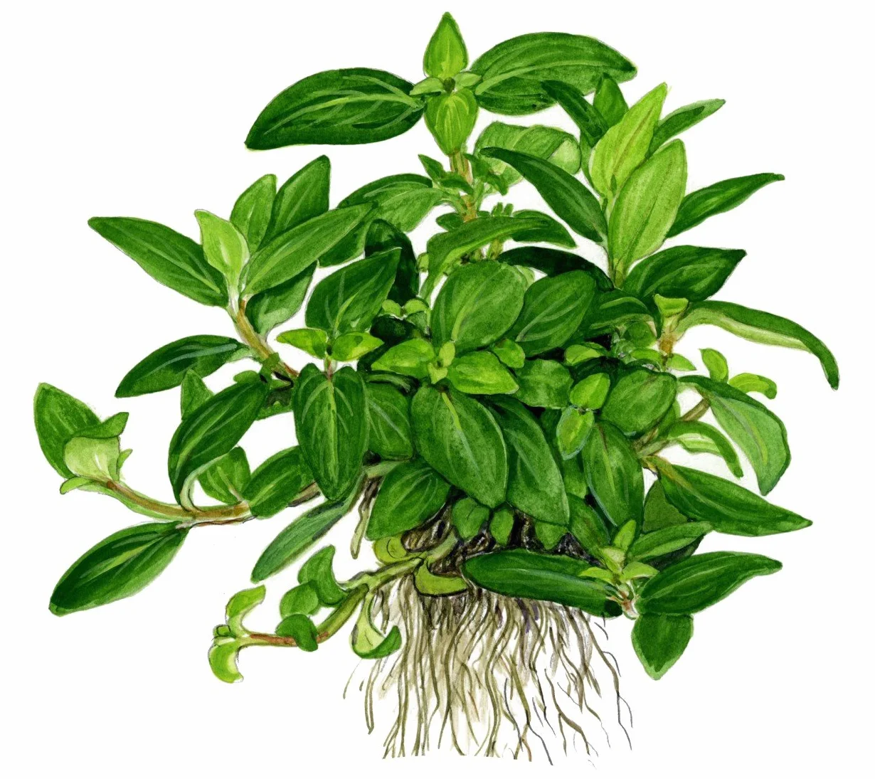 Tropica Staurogyne repens Live Aquarium Plant In Vitro Tissue Culture 1-2-Grow
