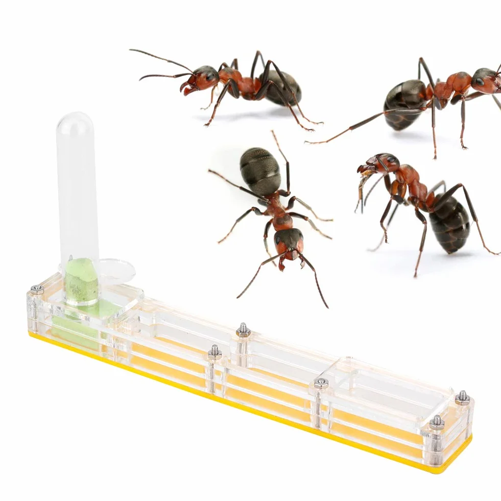 Ferme de Fourmis en Acrylique Transparent, Nid de Fourmis Jaune