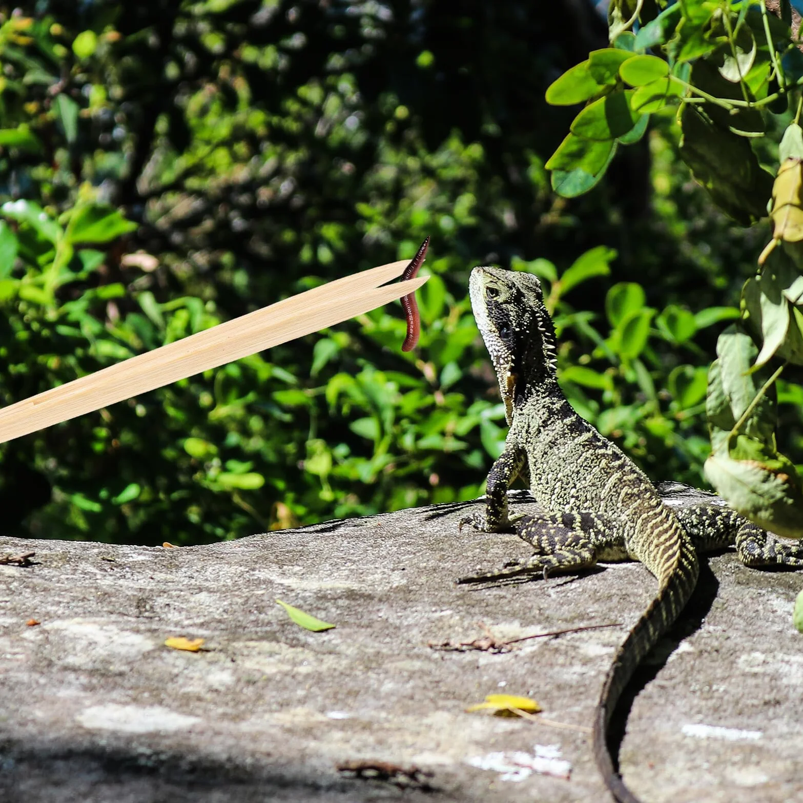 Pince Bambou pour Nourrir Reptiles - Outil Alimentation Sécurisée pour Lézards Serpents Tortues