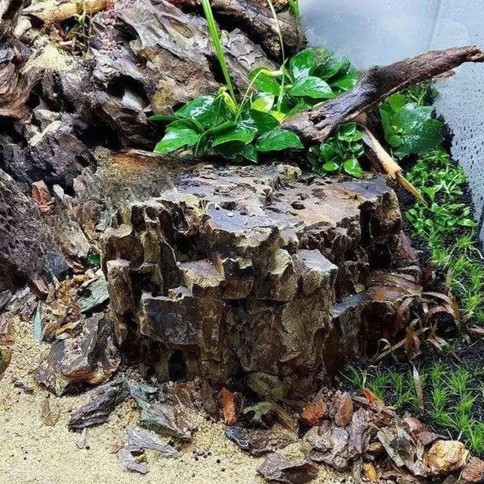 Racine Aquarium Bois Naturel Bois Flotté 8-15 CM Decoration Aquarium Décoration D'intérieur
