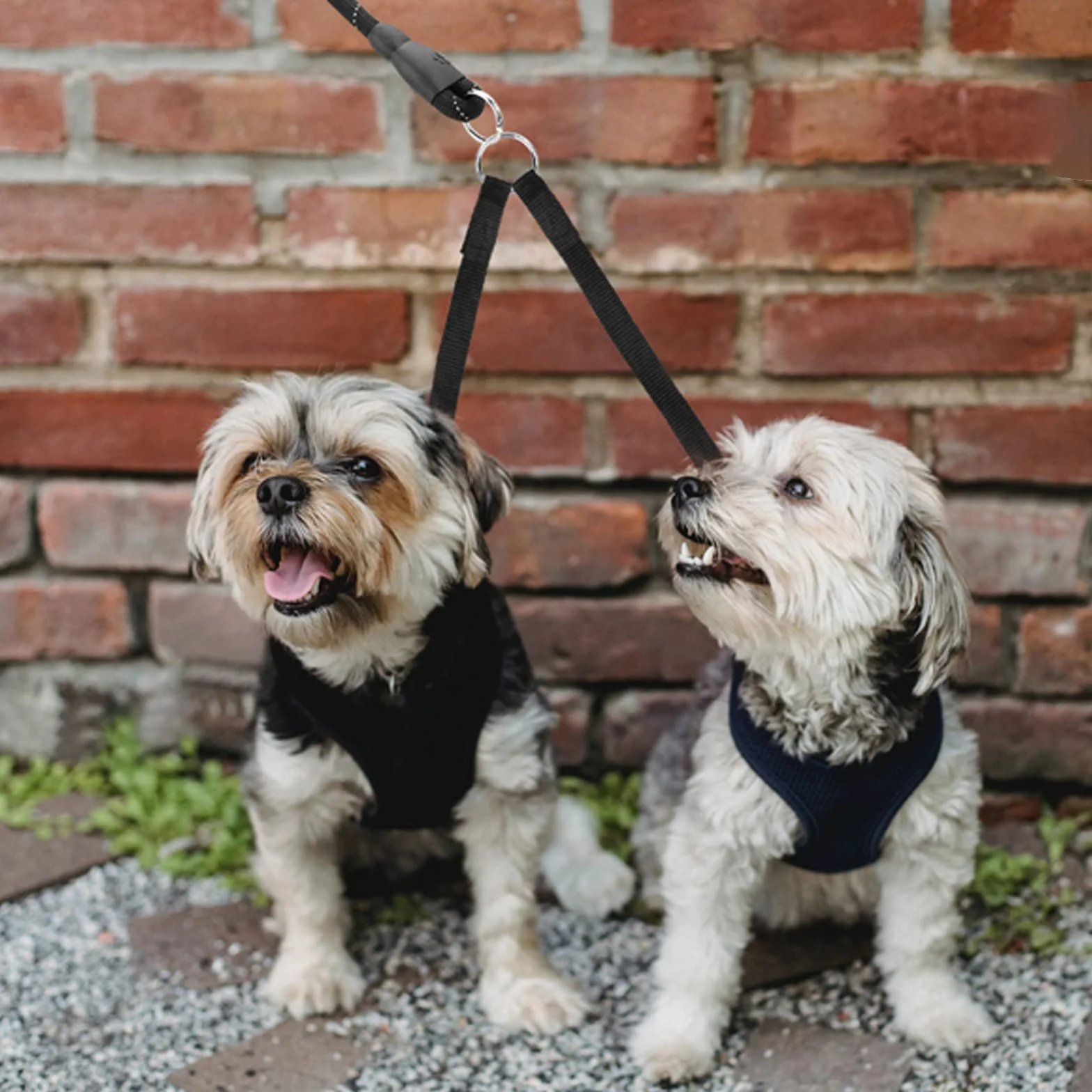 Double Laisse pour Chien Réglable, Séparateur pour Deux Chiens