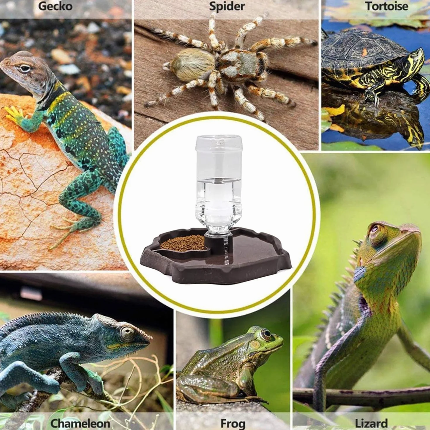 JOYOLA Bol à Eau pour Reptile 2 en 1 Mangeoire Gamelle Tortue