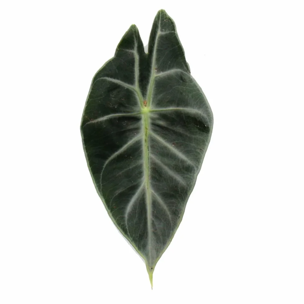 exotenherz Alocasia Baginda Pink Dragon - Racine tropicale - Alocasie - Feuille de flèche - Pot de 11 cm