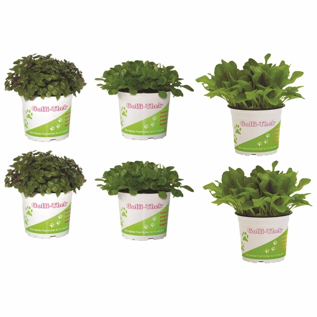 Plantes Set pour lézards/Tortues – 4 x golliwoog/2 x ACKER Salade – Fraîcheur Doublure plantes pour vos Tortues ou lézards comme par ex. Barbe agamidae