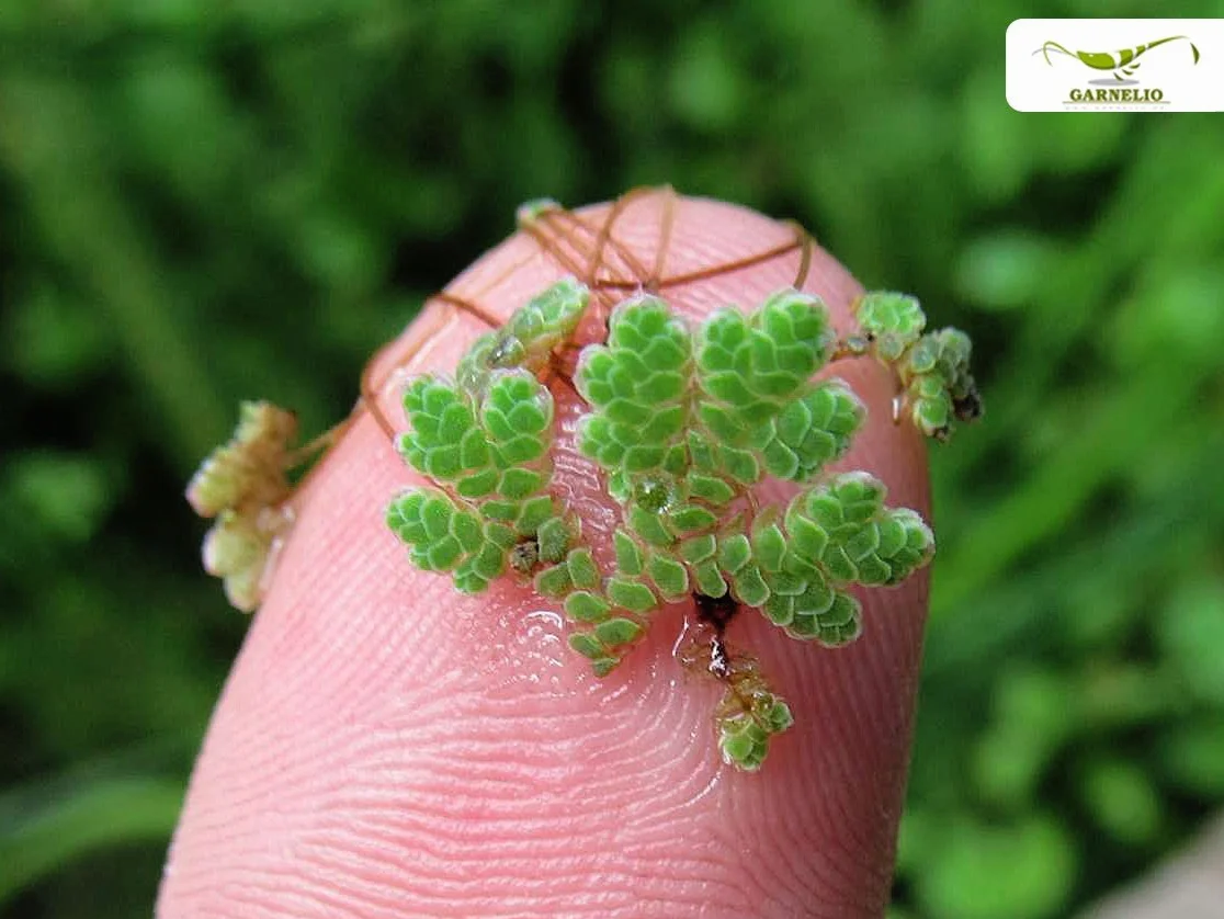 Azolla filiculoides Plante flottante pour bassins et aquariums