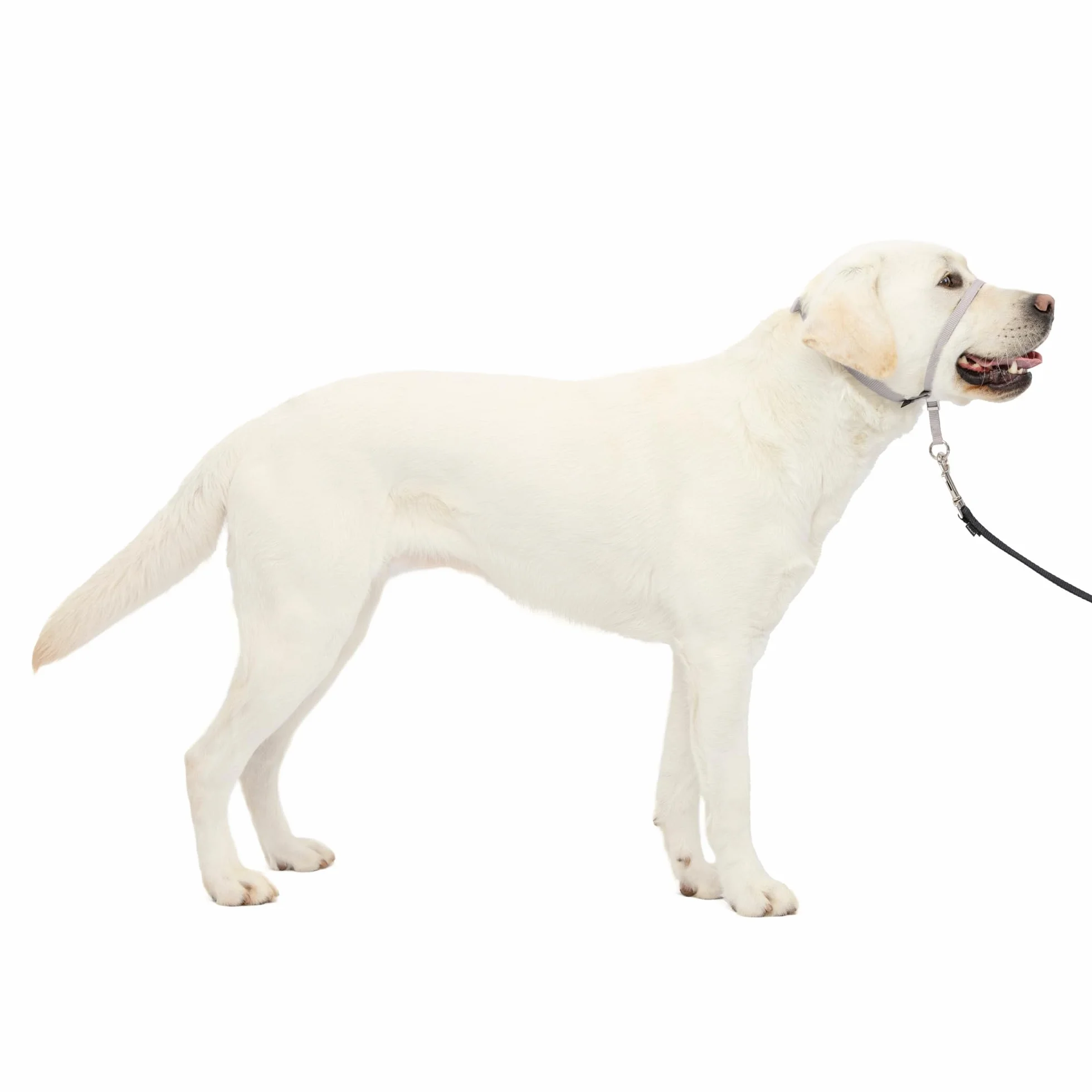 PetSafe Gentle Leader anti-traction pour chien Taille