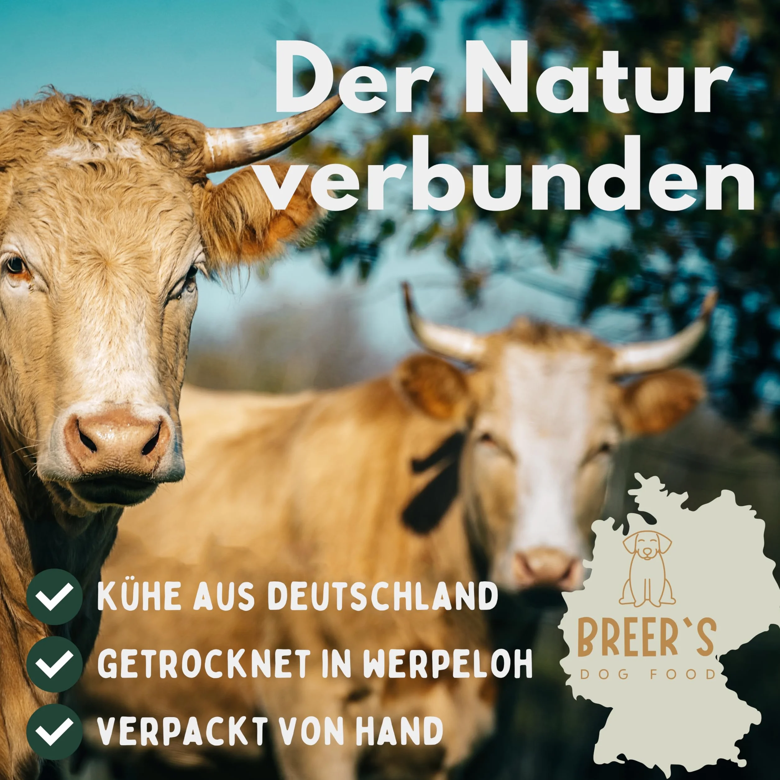 BREERs Oreilles de bœuf séchées avec coquillage pour chiens 2 kg