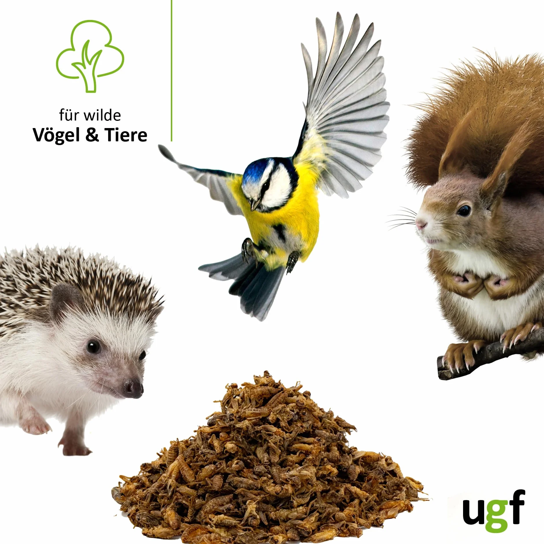 UGF - Grillons séchés (Petits) - 80 g en Pot de 500 ML, Insectes, Nourriture pour Oiseaux Sauvages (Toute l'année), Tortues, hérissons, lézards, Poissons