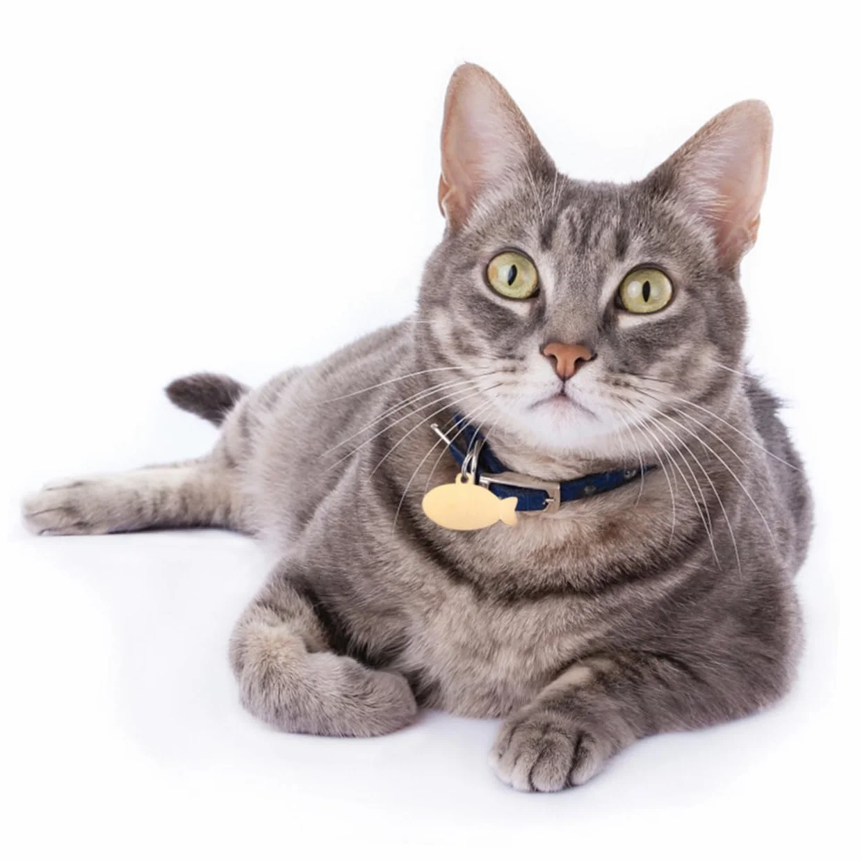 YARNOW Médaille Personnalisée pour Chat et Chien Breloque Forme Poisson Collier Gravure Anneau Sécurité