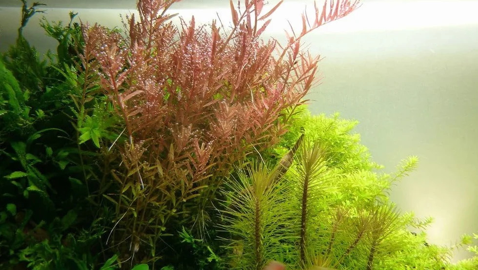 AquaOne Rotala rotundifolia Plante aquatique tige enracinée Décoration aquarium