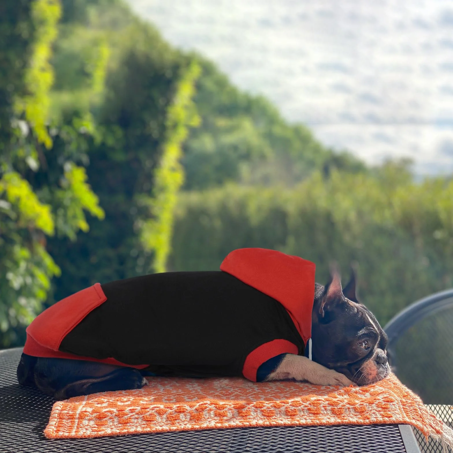 Sweats à Capuche pour Chiens sans Manches en Coton Pull Chien Rouge