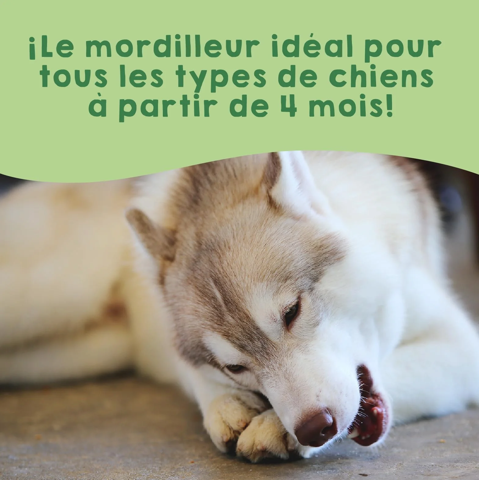 Fromage de Yak pour Chien Mastication Naturel Longue Durée Soin Dentaire Himalaya Pack 3 Taille M 10-15 kg
